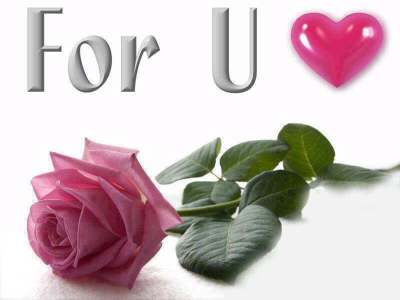 Pink Rose with Leaves — Sentimental