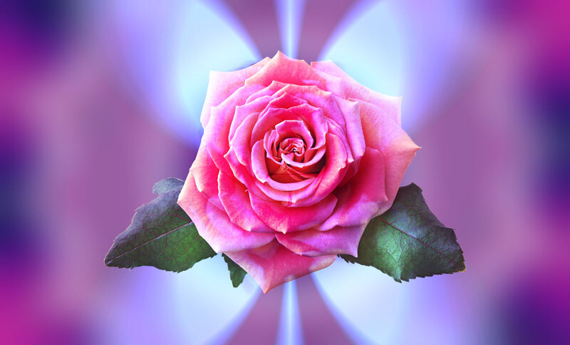 Pink Rose with Leaves — Serene, Photograph, Light Rays
