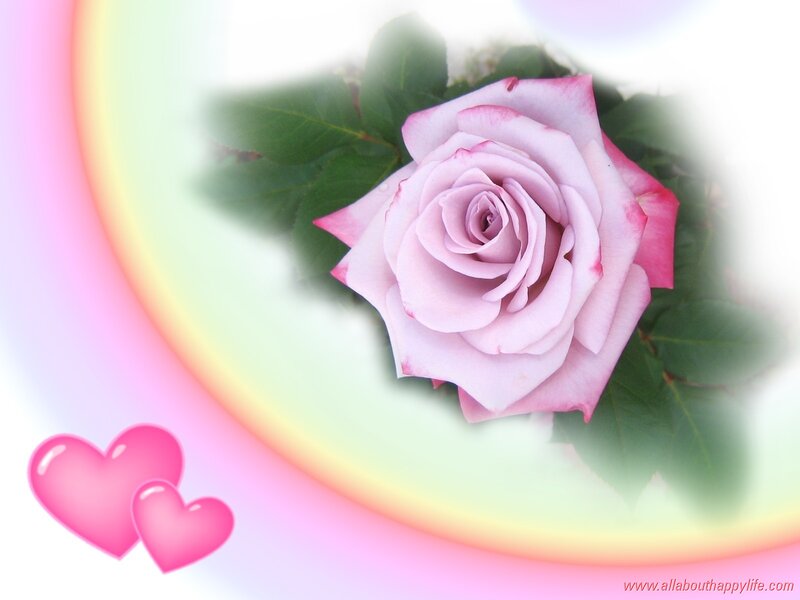 Pink Rose with Leaves — Serene, Photograph