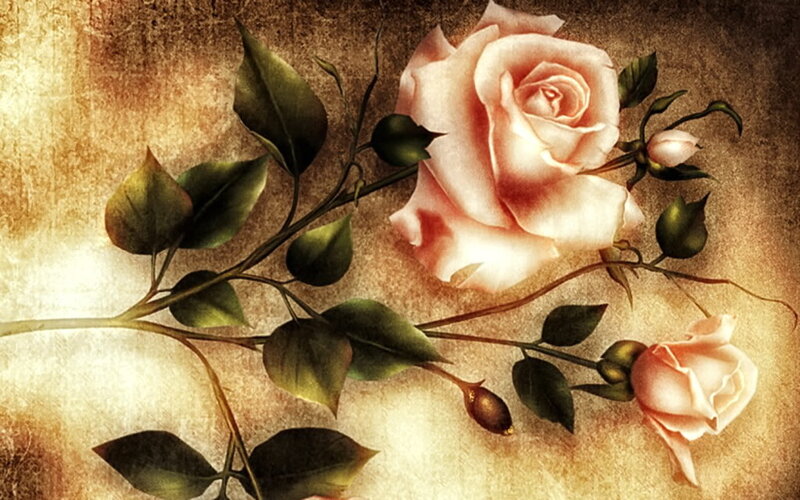 Pink Rose with Leaves — Serene