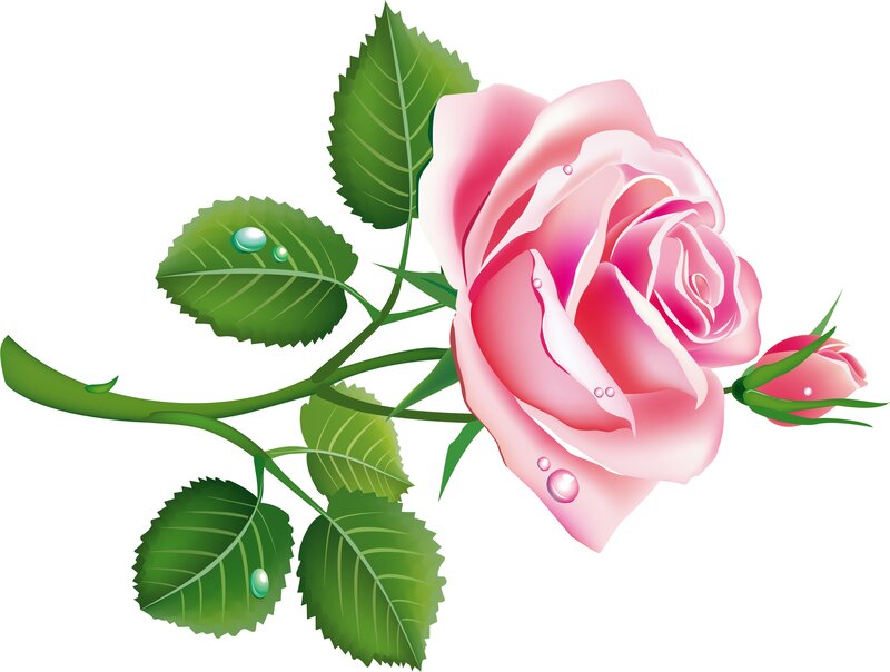 Pink Rose with Leaves — Serene, Vector Art