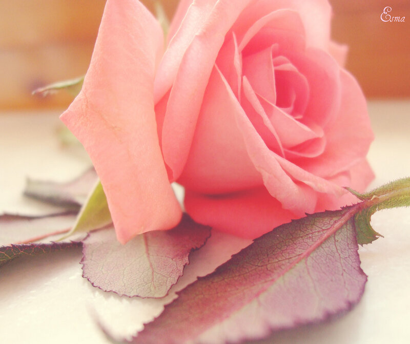 Pink Rose with Leaves