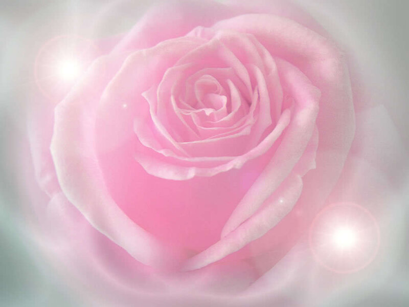 Pink rose with lens flare