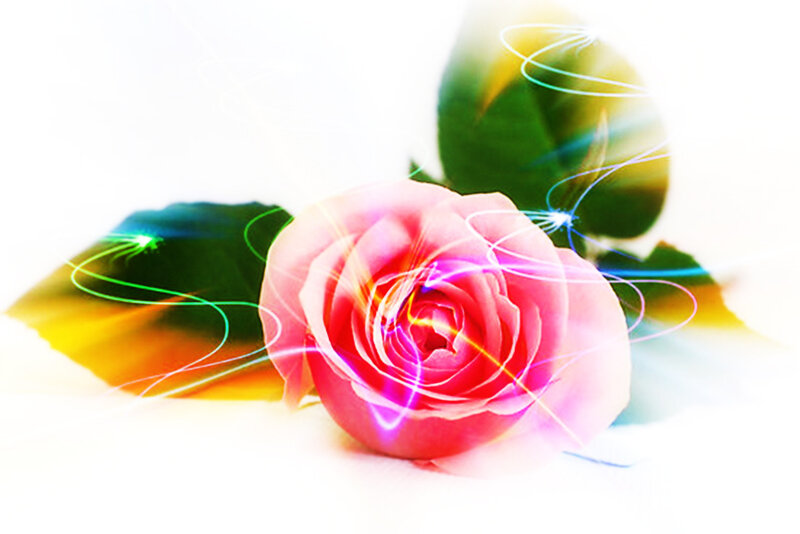 Pink Rose with Light Effects — Ethereal