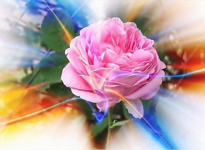 Pink rose with light effects