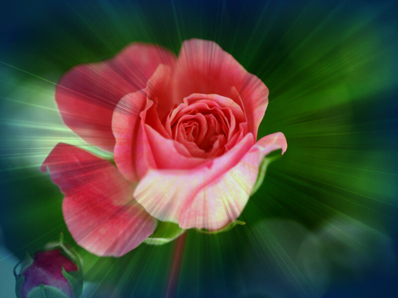 Pink Rose with Light Rays