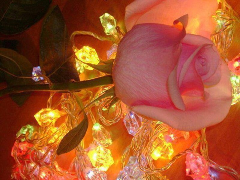 Pink Rose with Lights