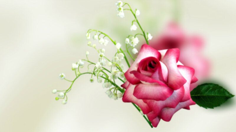 Pink Rose with Lilies