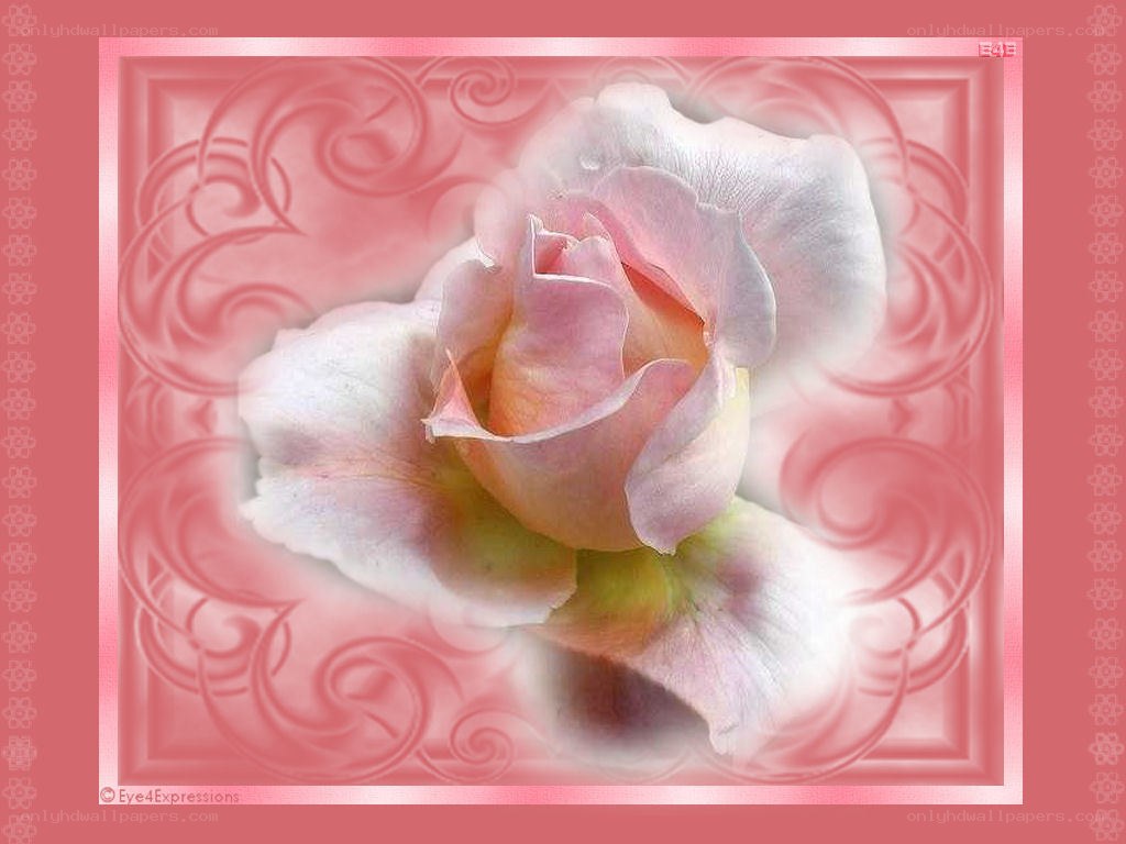 pink rose with ornate frame