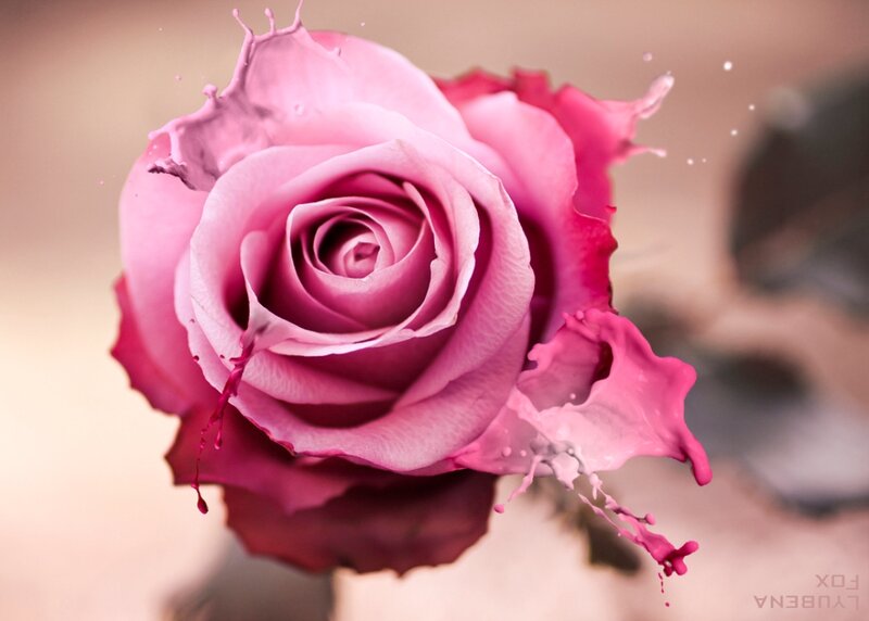 Pink Rose with Paint Splashes