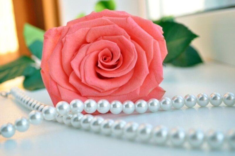 Pink Rose with Pearls — Serene, Morning