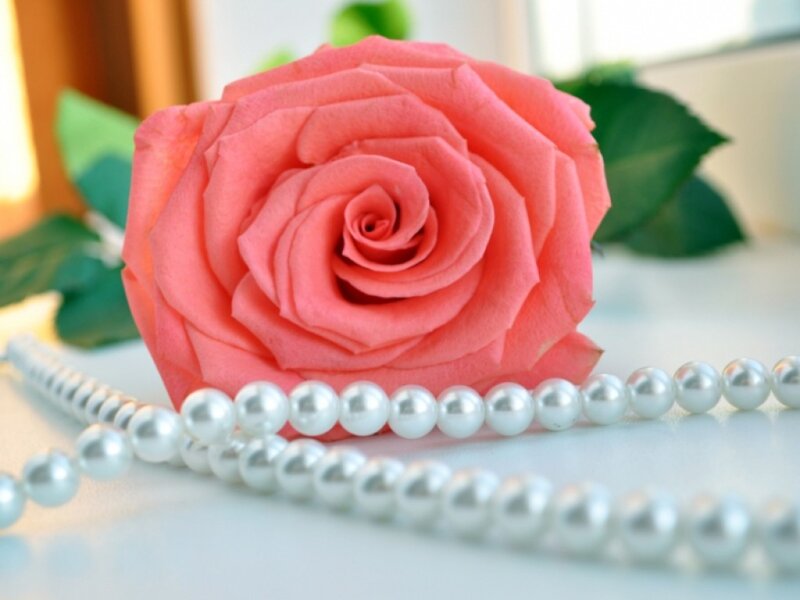Pink Rose with Pearls — Serene, Photograph, Leaves