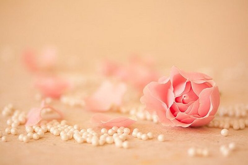 Pink Rose with Pearls — Serene, Photograph