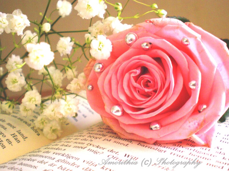Pink Rose with Pearls — Serene, Photograph, White Flowers