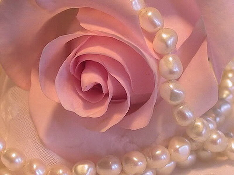 Pink Rose with Pearls — Serene
