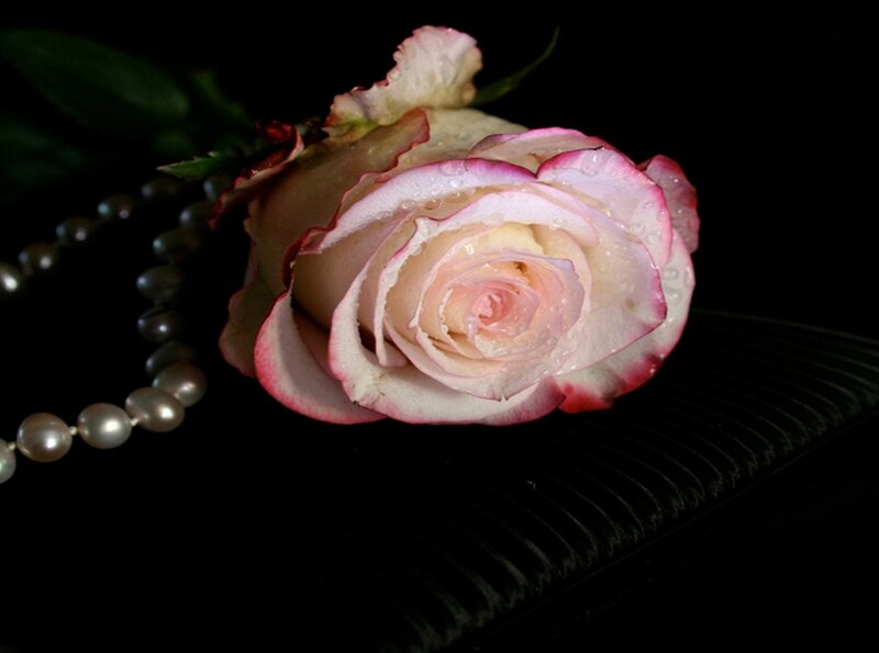 Pink rose with pearls