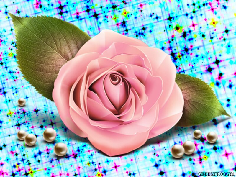 Pink Rose with Pearls — Vibrant