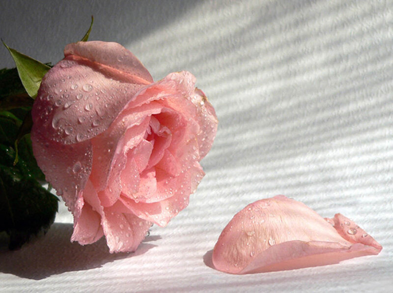 Pink Rose with Petal
