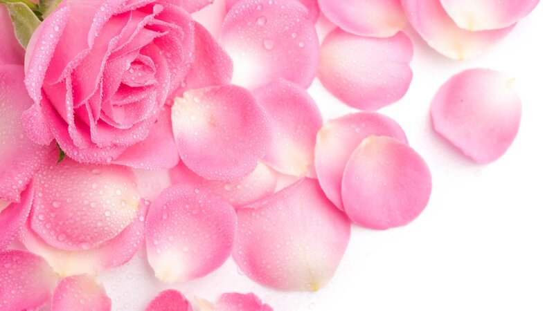 Pink rose with petals