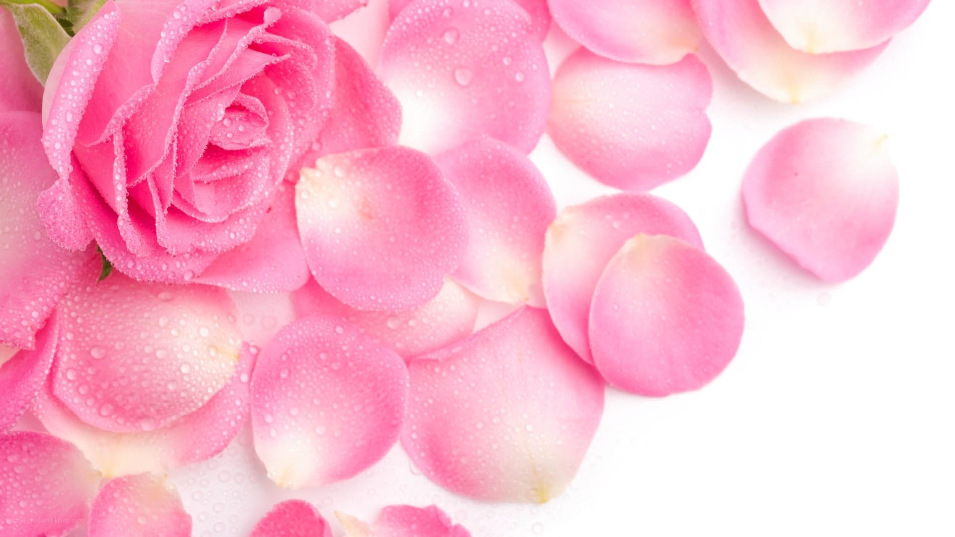 Pink rose with petals