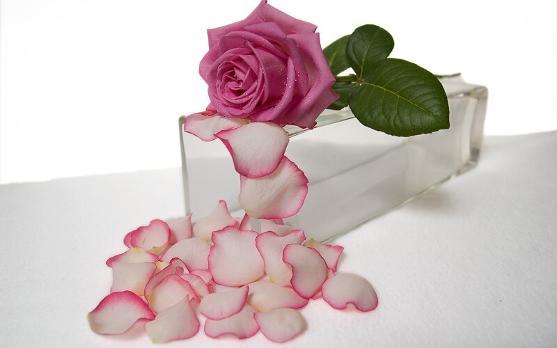 Pink rose with petals