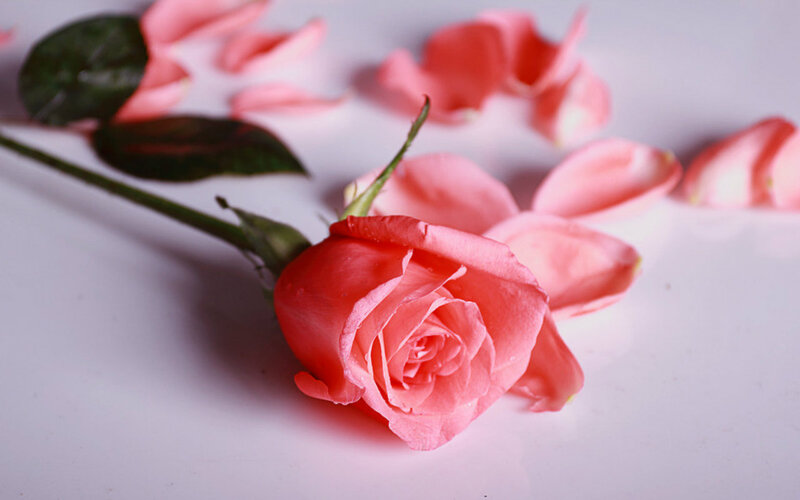 Pink Rose with Petals — Calm, Photograph, Leaves, Stem