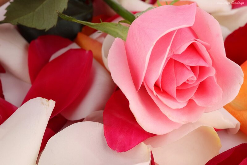Pink Rose with Petals — Calm, Photograph, Leaves