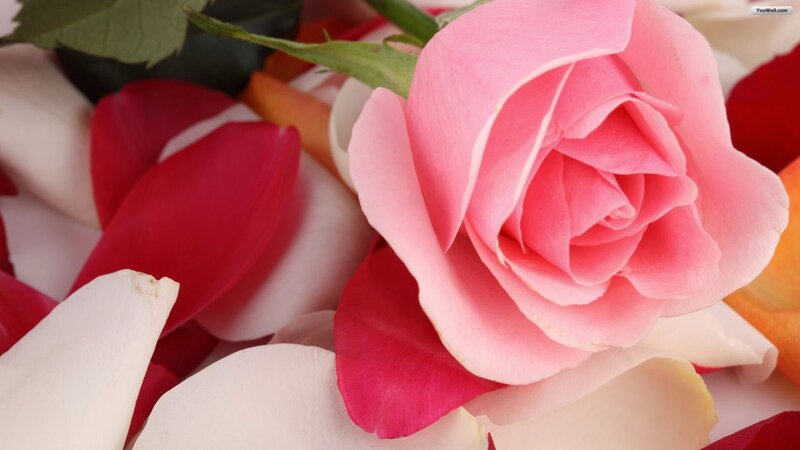Pink Rose with Petals — Calm, Photograph, Stem, Leaf