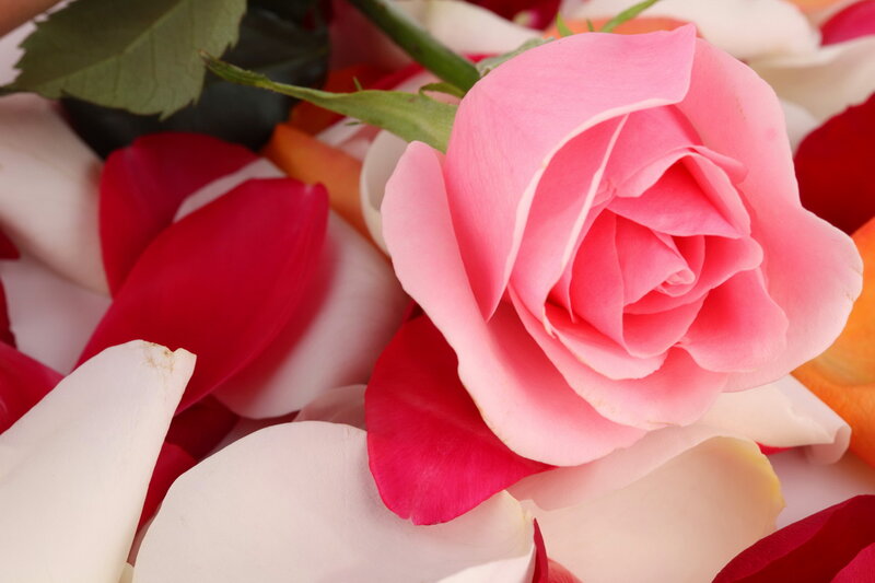Pink Rose with Petals — Calm, Photograph, Stem