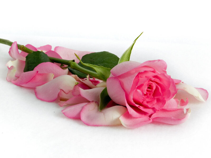 Pink Rose with Petals — Calm, Photograph