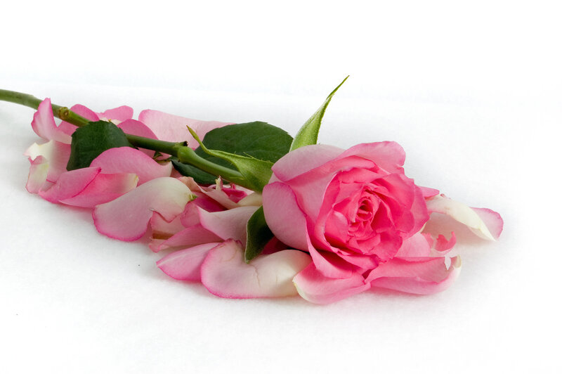 Pink Rose with Petals — Calm