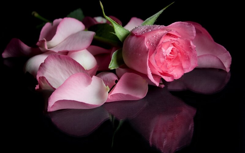 Pink Rose with Petals — Dramatic, Photograph