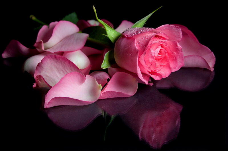 Pink Rose with Petals — Dramatic