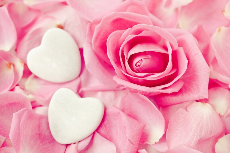 Pink Rose with Petals — Serene, Photograph, Heart-shaped Stones