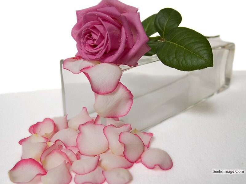 Pink Rose with Petals — Serene, Photograph