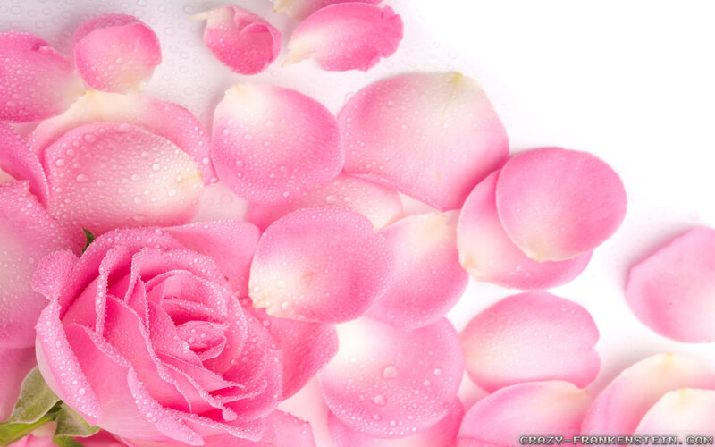 Pink Rose with Petals — Serene, Photograph, Water Droplets, Green Leaf