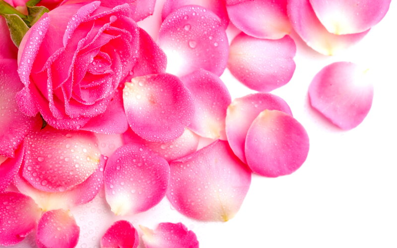 Pink Rose with Petals — Serene, Photograph, Water Droplets, Stem