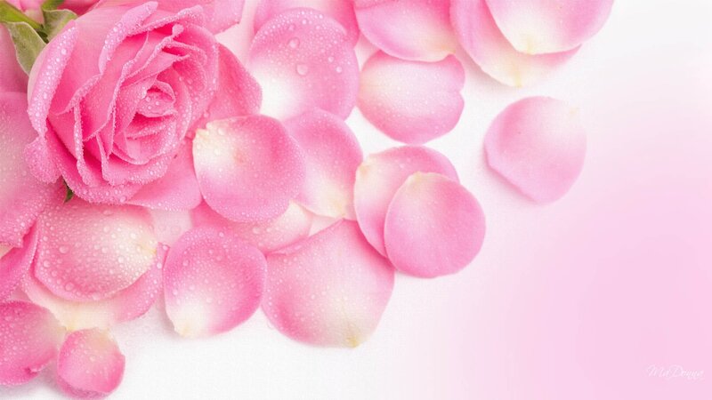 Pink Rose with Petals — Serene