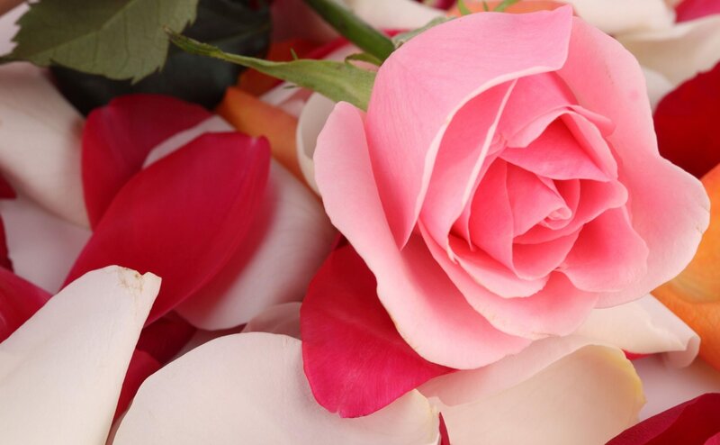 Pink rose with petals