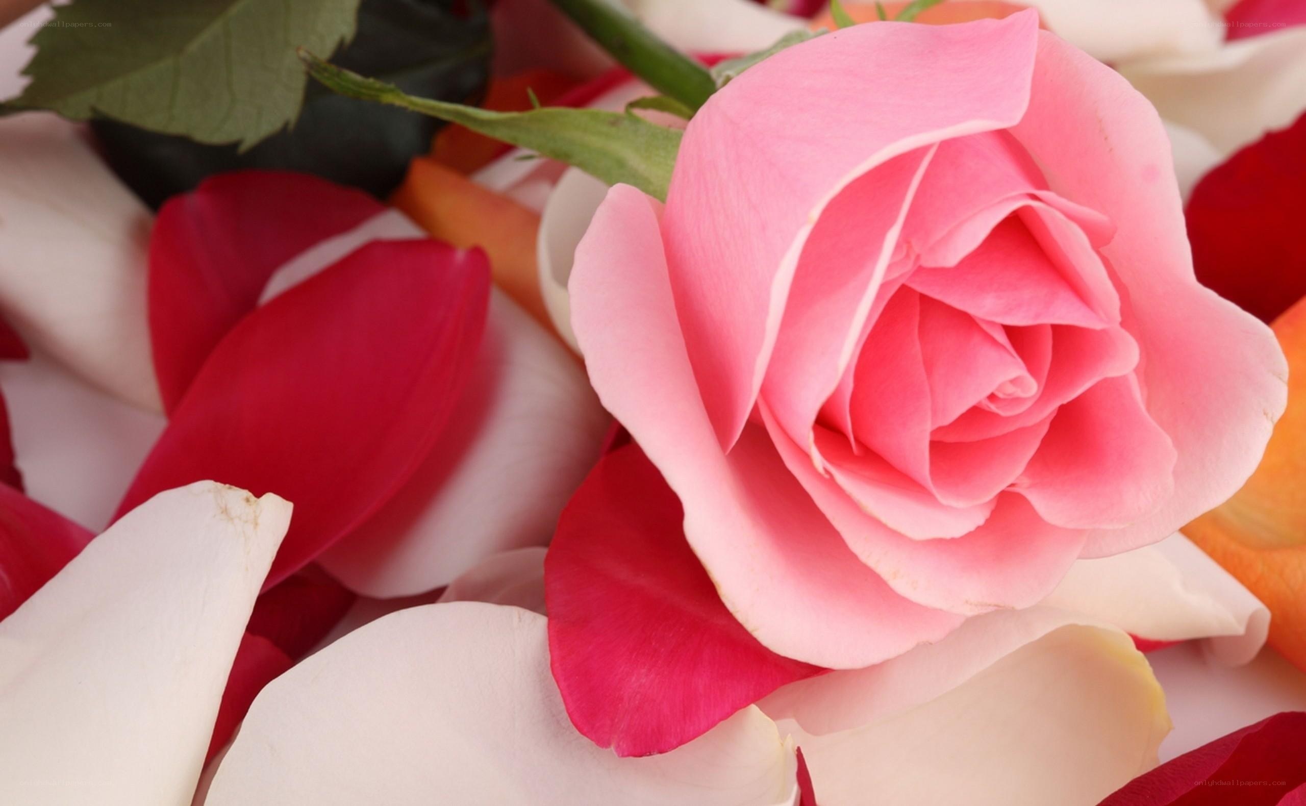 Pink rose with petals