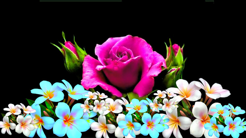 Pink Rose with Plumeria