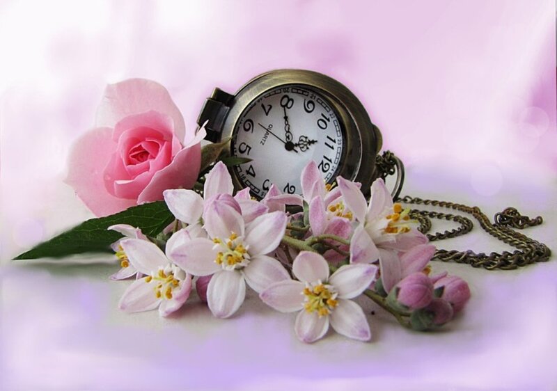 Pink Rose with Pocket Watch — Serene, Photograph