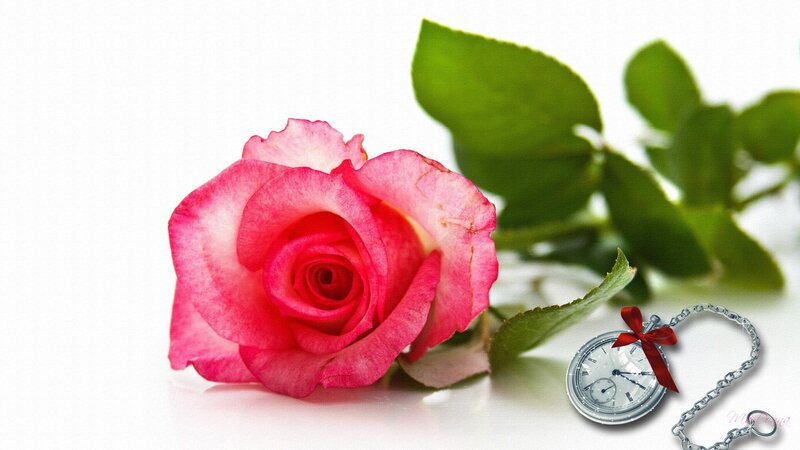 Pink Rose with Pocket Watch — Serene
