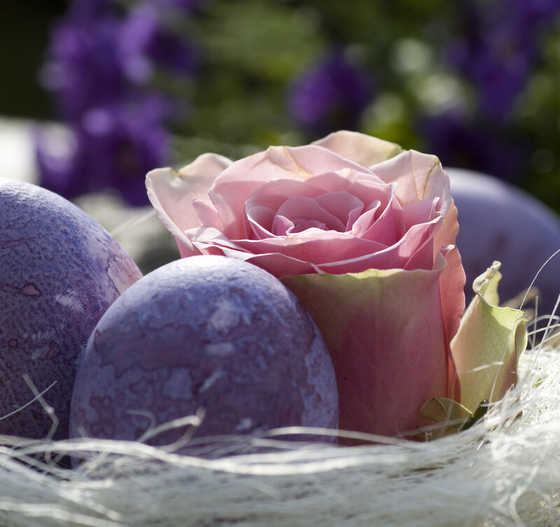 Pink Rose with Purple Eggs