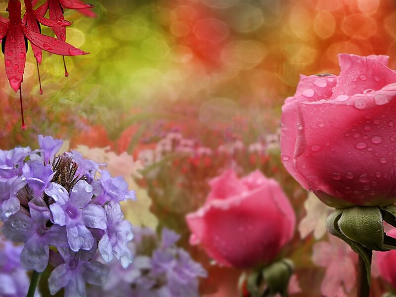 Pink Rose with Purple Flowers — Serene