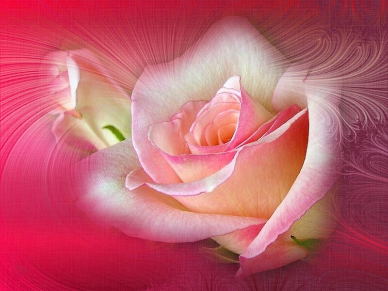 Pink rose with radiant background