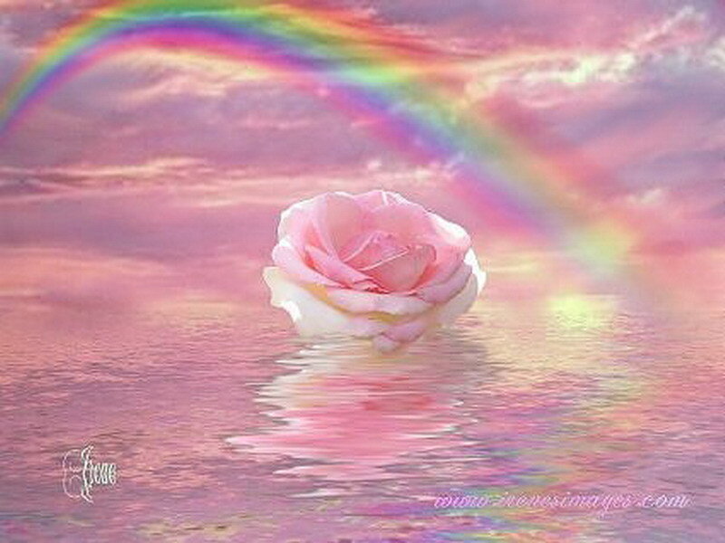Pink rose with rainbow reflection
