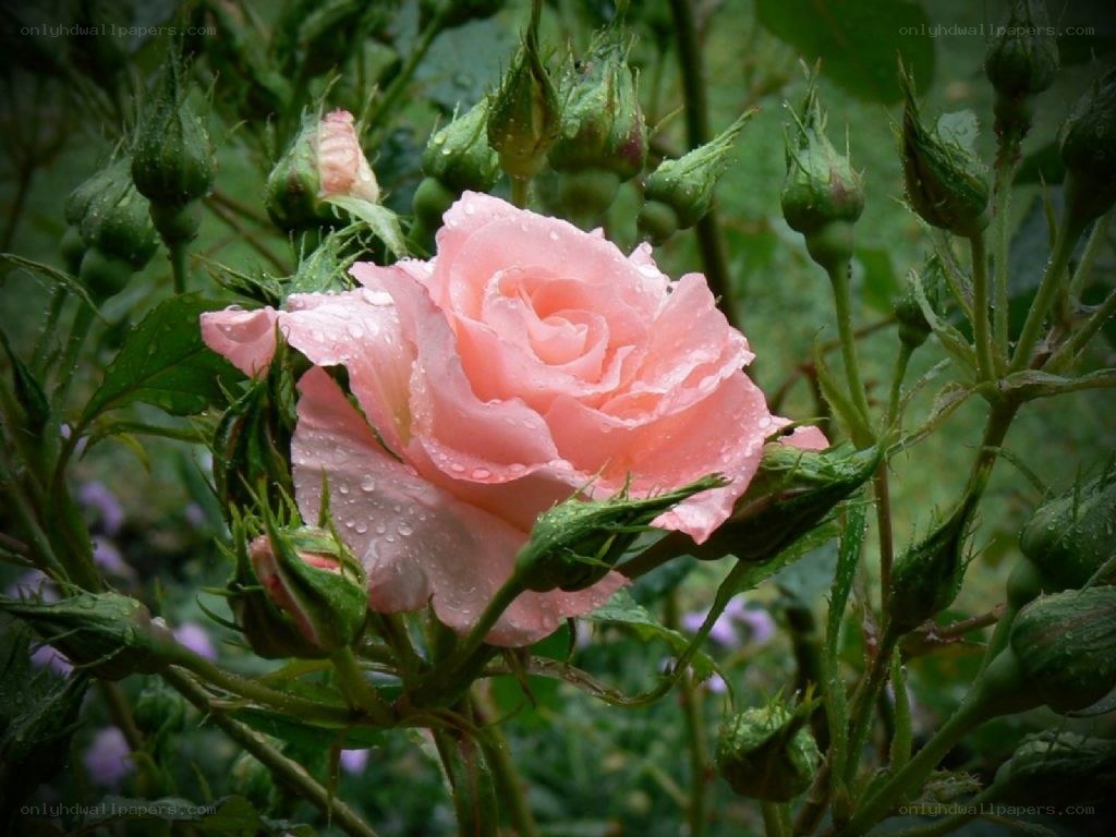 Pink rose with raindrops