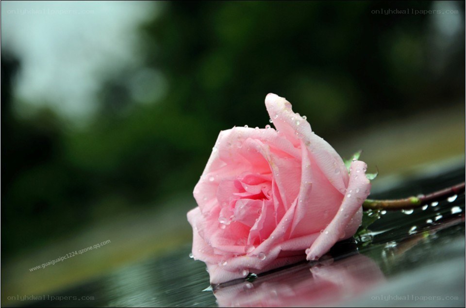 Pink rose with raindrops