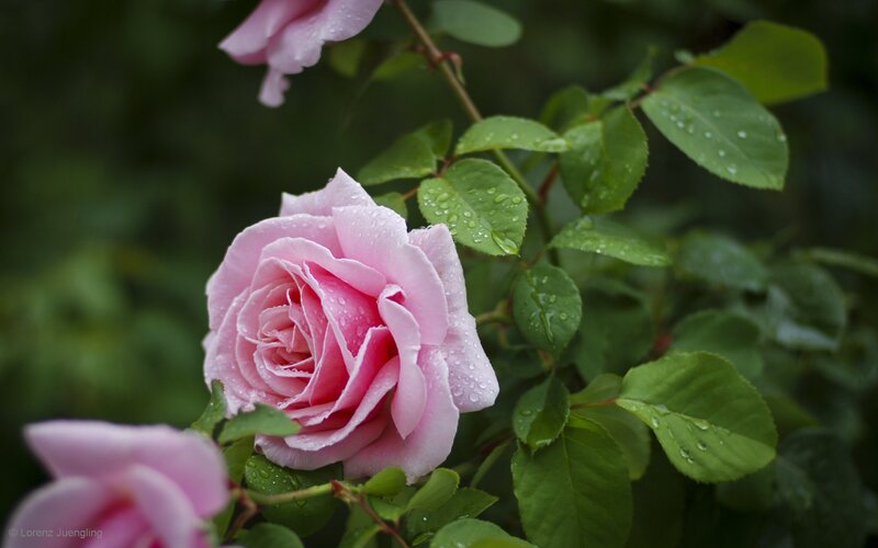 Pink rose with raindrops
